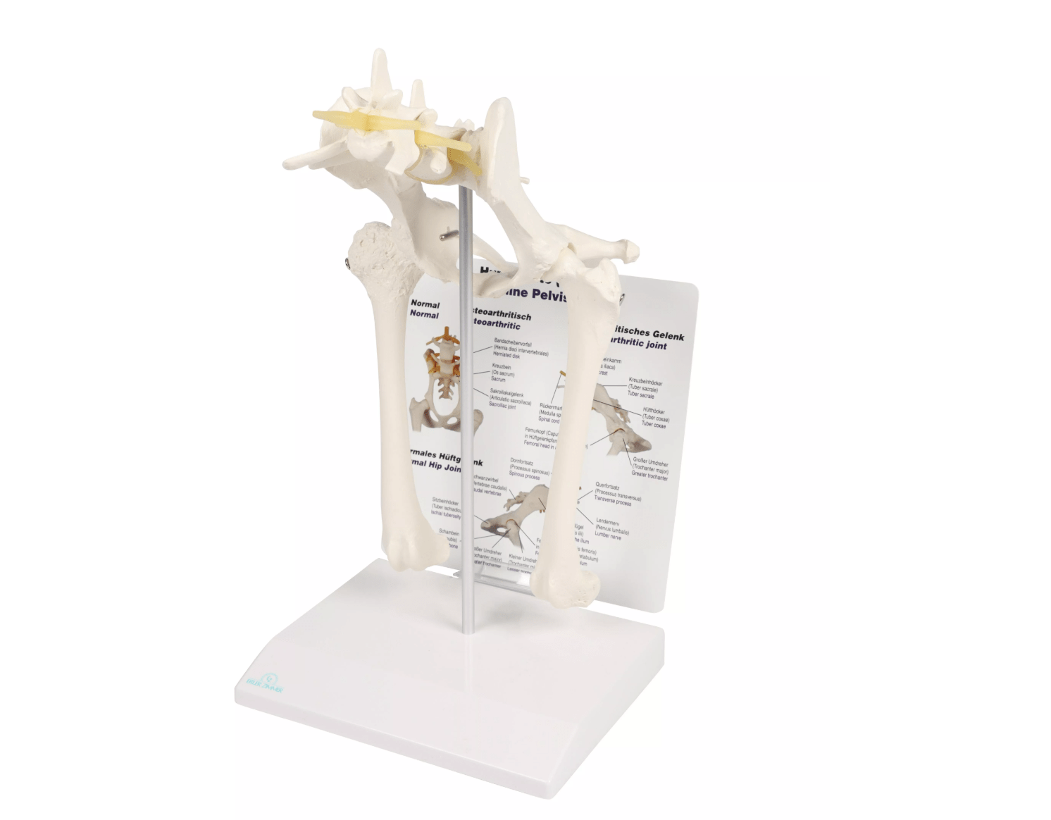 Hundehüfte - Erler - Zimmer